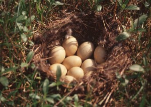 Growing Your IRA Nest Egg with Hard Money Loans